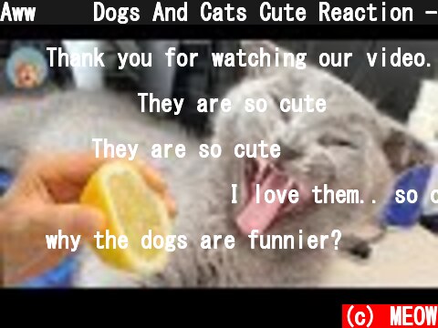 Aww😂😂 Dogs And Cats Cute Reaction - Try Not To Laugh| MEOW  (c) MEOW