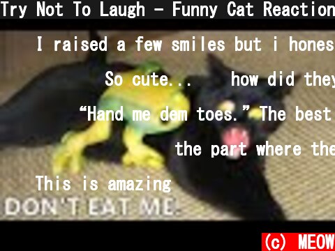Try Not To Laugh - Funny Cat Reaction Videos| MEOW  (c) MEOW