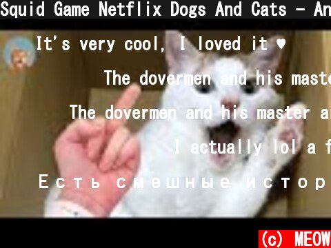 Squid Game Netflix Dogs And Cats - Angry Cats| MEOW  (c) MEOW
