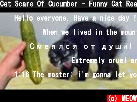 Cat Scare Of Cucumber - Funny Cat Reaction | Super Cats  (c) MEOW