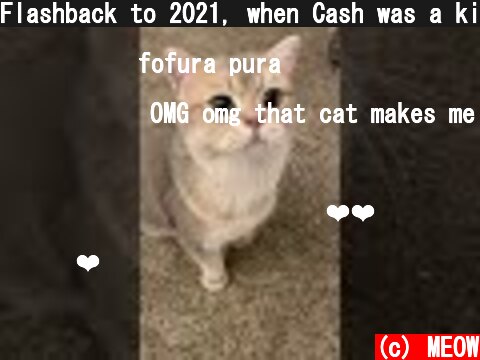 Flashback to 2021, when Cash was a kitten EP.4| MEOW  (c) MEOW
