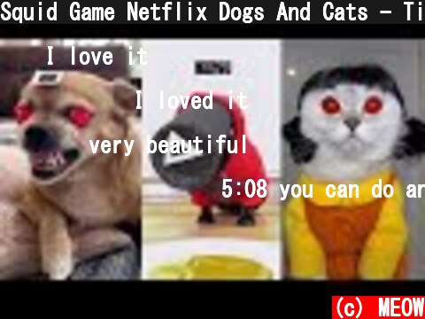 Squid Game Netflix Dogs And Cats - Tik Tok Dog Squid Game|MEOW  (c) MEOW