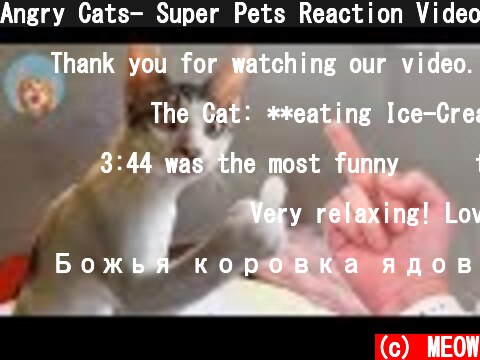 Angry Cats- Super Pets Reaction Videos| MEOW  (c) MEOW