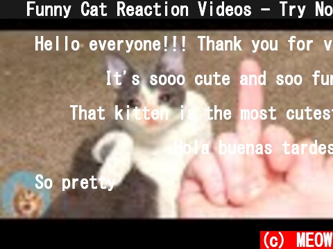 😺 Funny Cat Reaction Videos - Try Not To Laugh | MEOW  (c) MEOW