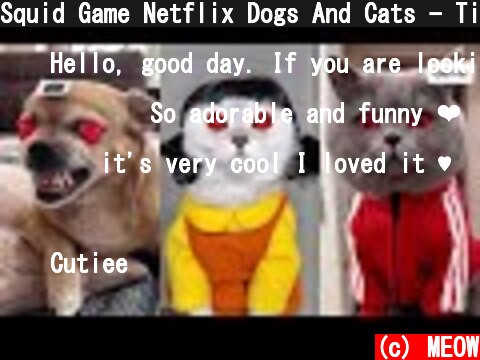Squid Game Netflix Dogs And Cats - Tik Tok Cats Squid Game | MEOW  (c) MEOW