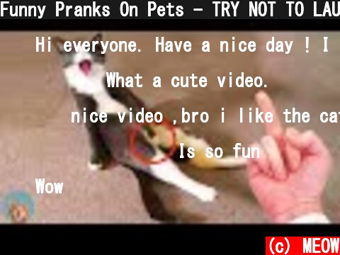 Funny Pranks On Pets - TRY NOT TO LAUGH | MEOW  (c) MEOW