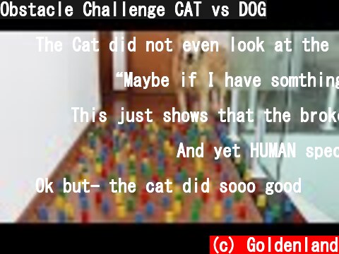 Obstacle Challenge CAT vs DOG  (c) Goldenland