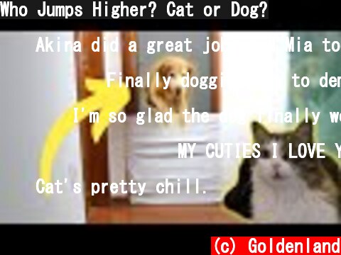(c) Goldenland Who Jumps Higher? Cat or Dog? Who Jumps Higher? Cat or Dog? (c) Goldenland