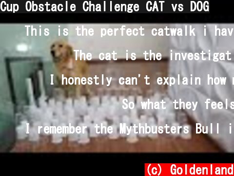 Cup Obstacle Challenge CAT vs DOG  (c) Goldenland