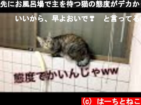 先にお風呂場で主を待つ猫の態度がデカかった笑笑  (c) はーちとねこ