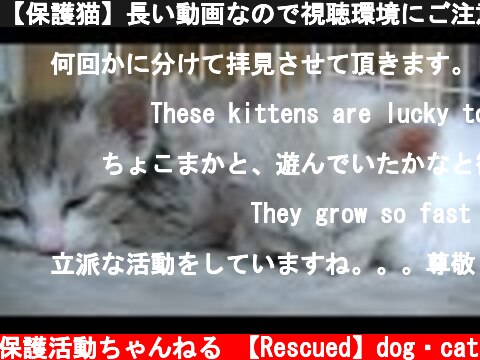 【保護猫】長い動画なので視聴環境にご注意下さい。#50の子猫達が保護部屋デビューした時の様子で、一時間ずっと子猫です。シンクロナイズドスイミン…#51  (c) 【保護】動物保護活動ちゃんねる 【Rescued】dog・cat