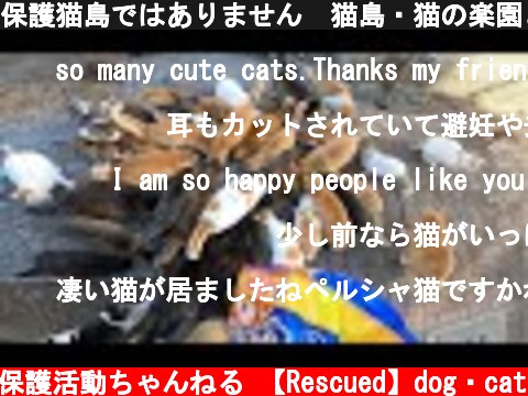 保護猫島ではありません　猫島・猫の楽園と呼ばれている青島へ行ってきましたが・・・①#27  (c) 【保護】動物保護活動ちゃんねる 【Rescued】dog・cat