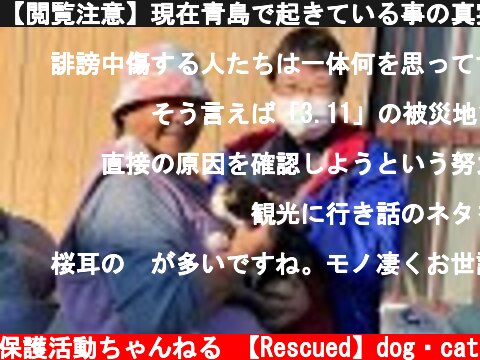 【閲覧注意】現在青島で起きている事の真実です。青島猫を支援する会さんはどこかの下部組織ではありません。ストリーテラーの語る内容は全てが真実とは限りません。何を信じるのかはあなた次第です。#79  (c) 【保護】動物保護活動ちゃんねる 【Rescued】dog・cat