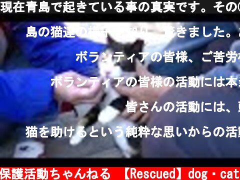 現在青島で起きている事の真実です。その②　この日、日テレnews every.さんの取材を受けました。あなたに知っていただきたい大切なメッセージを前半で伝えています。＃80  (c) 【保護】動物保護活動ちゃんねる 【Rescued】dog・cat