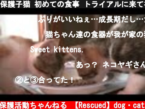 保護子猫 初めての食事 トライアルに来て初めての食事です 好き嫌い、食べなかったら…など考えていましたが(笑)#24  (c) 【保護】動物保護活動ちゃんねる 【Rescued】dog・cat
