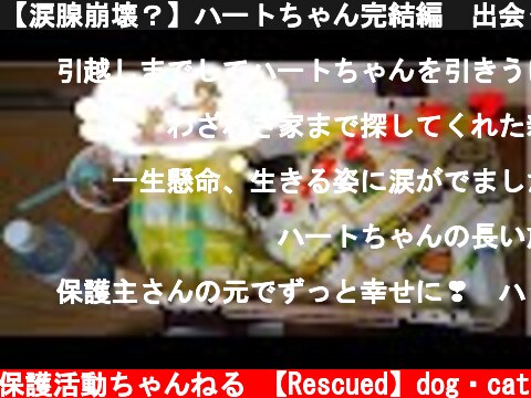 【涙腺崩壊？】ハートちゃん完結編　出会った時、絶望しかありませんでした。でも、すぐそばに希望がありました。＃45  (c) 【保護】動物保護活動ちゃんねる 【Rescued】dog・cat