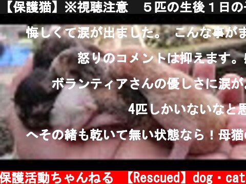 【保護猫】※視聴注意　５匹の生後１日の子猫がゴミ袋に入れられてゴミステーションに遺棄されていました＃43  (c) 【保護】動物保護活動ちゃんねる 【Rescued】dog・cat