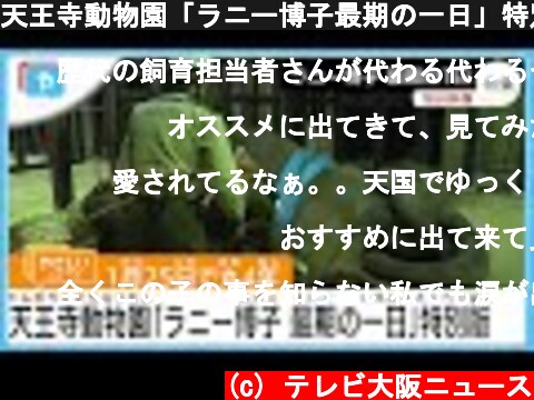 天王寺動物園「ラニー博子最期の一日」特別版  (c) テレビ大阪ニュース