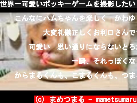 世界一可愛いポッキーゲームを撮影したい！【ハムスター】 (Most Adorable Pocky-Game of hamster Bros.)  (c) まめつまる - mametsumaru