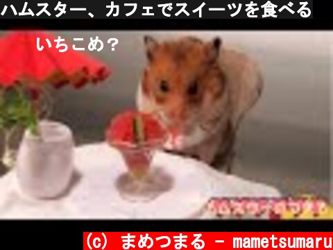 ハムスター、カフェでスイーツを食べる  (c) まめつまる - mametsumaru