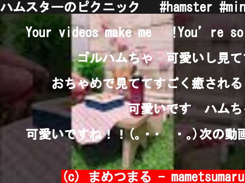 ハムスターのピクニック🐹 #hamster #miniature #animal #cute #ハムスター #ペット  (c) まめつまる - mametsumaru