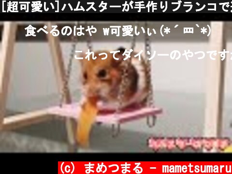 [超可愛い]ハムスターが手作りブランコで遊びながら、ご飯を食べる  (c) まめつまる - mametsumaru