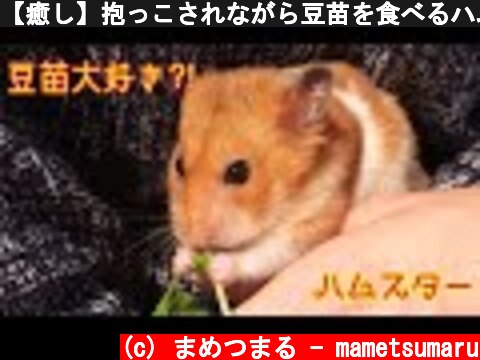 【癒し】抱っこされながら豆苗を食べるハムスター  (c) まめつまる - mametsumaru
