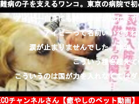 難病の子を支えるワンコ。東京の病院で初めて導入されたファシリティ・ドッグの1年間  (c) PECOチャンネルさん【癒やしのペット動画】