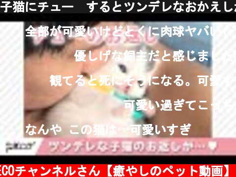子猫にチュー😚するとツンデレなおかえしが…💕【PECO TV】  (c) PECOチャンネルさん【癒やしのペット動画】