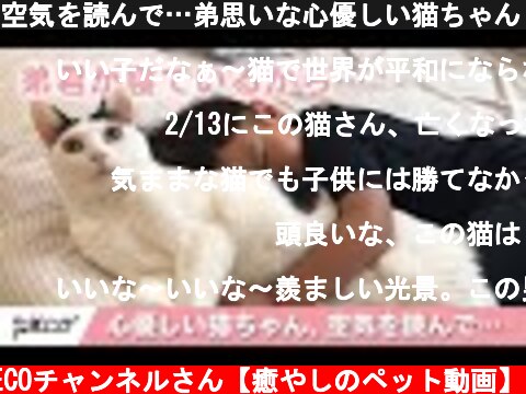 空気を読んで…弟思いな心優しい猫ちゃん😽 【PECO】  (c) PECOチャンネルさん【癒やしのペット動画】