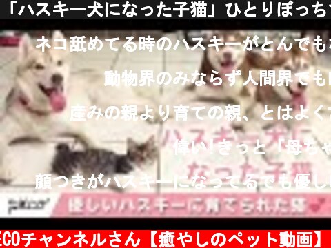 「ハスキー犬になった子猫」ひとりぼっちで保護され、優しいハスキーに育てられた結果……💕【総集編】  (c) PECOチャンネルさん【癒やしのペット動画】