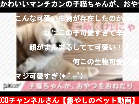 かわいいマンチカンの子猫ちゃんが、おやつをおねだり♪【PECO TV】  (c) PECOチャンネルさん【癒やしのペット動画】