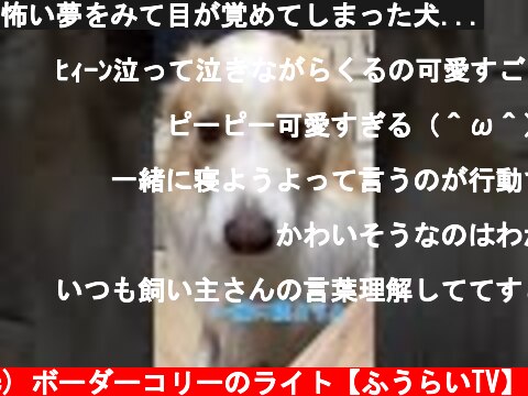 怖い夢をみて目が覚めてしまった犬...  (c) ボーダーコリーのライト【ふうらいTV】