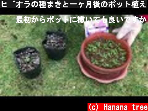 ビオラの種まきと一ヶ月後のポット植え  (c) Hanana tree