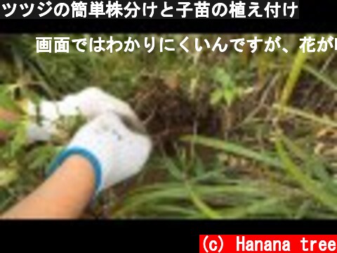 ツツジの簡単株分けと子苗の植え付け  (c) Hanana tree