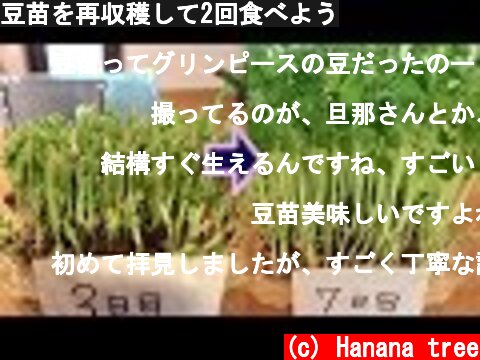豆苗を再収穫して2回食べよう  (c) Hanana tree