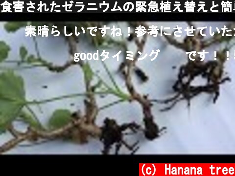 食害されたゼラニウムの緊急植え替えと簡単な挿し木  (c) Hanana tree