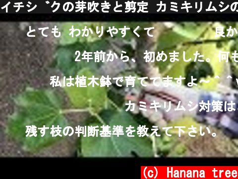 イチジクの芽吹きと剪定 カミキリムシの被害から8ヶ月  (c) Hanana tree