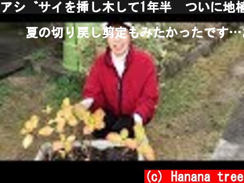アジサイを挿し木して1年半　ついに地植えにしました  (c) Hanana tree