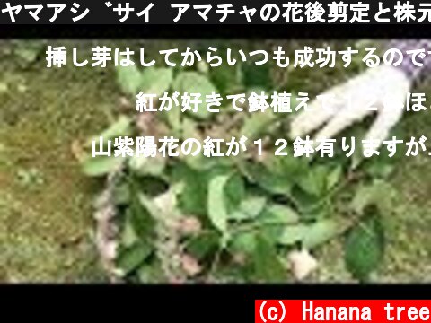 ヤマアジサイ アマチャの花後剪定と株元の整理  (c) Hanana tree