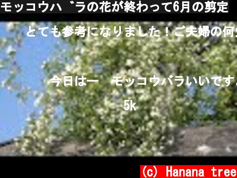 モッコウバラの花が終わって6月の剪定  (c) Hanana tree
