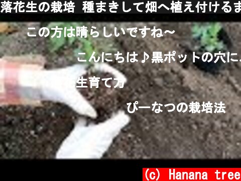落花生の栽培 種まきして畑へ植え付けるまで  (c) Hanana tree