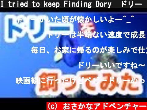 I tried to keep Finding Dory　ドリー（ナンヨウハギ）を飼ってみた！  (c) おさかなアドベンチャー