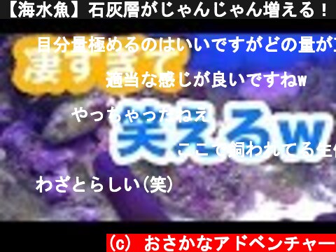 【海水魚】石灰層がじゃんじゃん増える！？パープルアップ  (c) おさかなアドベンチャー