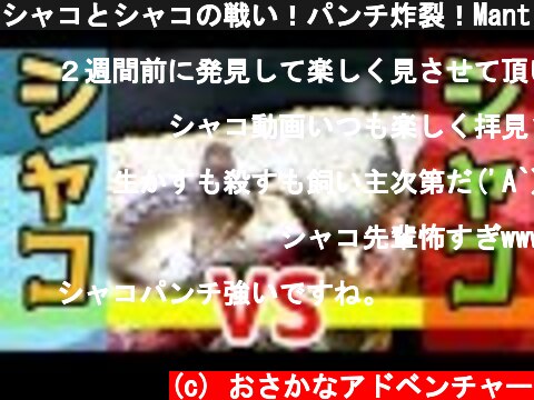 シャコとシャコの戦い！パンチ炸裂！Mantis shrimp vs. mantis shrimp  (c) おさかなアドベンチャー