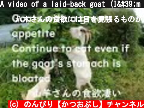 A video of a laid-back goat (I'm eating a lot)のんびりしているヤギさん動画（めちゃ食べてます）  (c) のんびり【かつおぶし】チャンネル