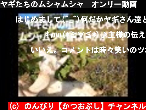 ヤギたちのムシャムシャ　オンリー動画  (c) のんびり【かつおぶし】チャンネル