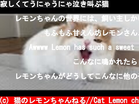 寂しくてうにゃうにゃ泣き叫ぶ猫  (c) 猫のレモンちゃんねる//Cat Lemon ch