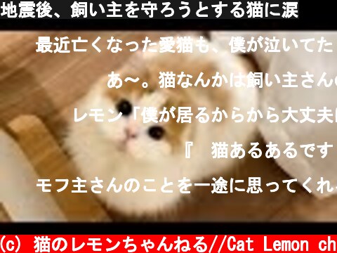 地震後、飼い主を守ろうとする猫に涙  (c) 猫のレモンちゃんねる//Cat Lemon ch