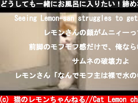 どうしても一緒にお風呂に入りたい！諦めない猫  (c) 猫のレモンちゃんねる//Cat Lemon ch